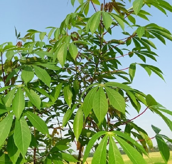 10 Evidence-Based Health Benefits of Cassava Leaves